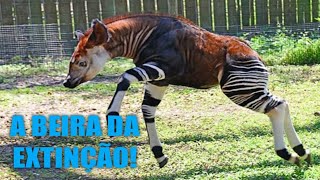 Ocapi  Um Animal a Beira da Extinção  Único Parente da girafa  Vídeo 0210 [upl. by Pip]