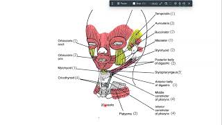 development of pharyngeal apparatus amp arches [upl. by Karlotta]