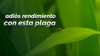 ESTA PLAGA PUEDE CAUSAR PERDIDA DE RENDIMIENTO  AGROTIPS ASPROS® [upl. by Aviv]