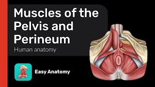 Muscles of the Pelvis and Perineum  Urogenital diaphragm  Anatomy amp Function [upl. by Isawk634]