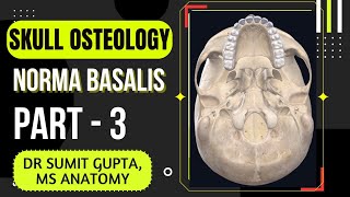 Inferior View of the Base of the Skull preview  Human Anatomy  Kenhub [upl. by Nylatsyrc]