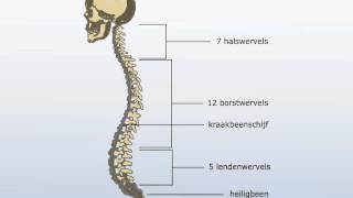 wervelkolom [upl. by Eidroj]
