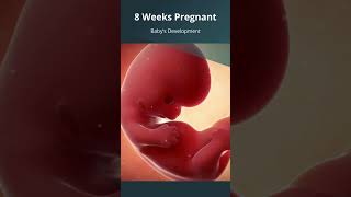 8 Weeks Pregnant  What to Expect with Babys Growth amp Development  FirstTrimester  Embryo [upl. by Nimrahc186]