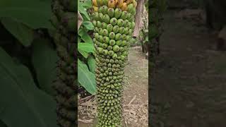 Thousand bananas 🍌 tree Philippines 🇵🇭 [upl. by Mortie909]