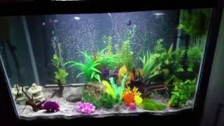 65 gallon aqueon fish tank setup [upl. by Ragse]