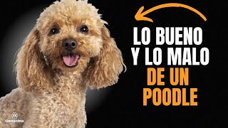 POODLE O CANICHE VENTAJAS Y DESVENTAJAS DE TENER UNO [upl. by Idorb]