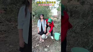 You reap what you sow It looks like next year will be a bumper harvest Funny video Nuan Yang X [upl. by Eirovi]