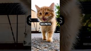 quotUnlocking the Secret Language of Cat Meows 🐱🔍quot factscats catlovers kitten [upl. by Aya]