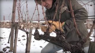 Potatura a Cordone Speronato  Dimostrazione pratica a Castiglione dOrcia  Spurred Cordon pruning [upl. by Odlanyar]