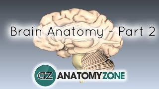 Basic Parts of the Brain  Part 2  3D Anatomy Tutorial [upl. by Enomaj]