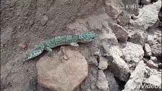 Leopard Gecko Eublepharis Macularius [upl. by Meesaw238]