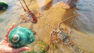 At low tide lobsters line the beach Pearls in blue shellfish [upl. by Adiahs591]