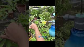 Part 2 Treatment of Mealybugs on plants gardening organic mealybug plants plantcare neemoil [upl. by Annaierb]