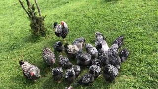 Silver laced wyandotte  wyandotte chicken breed [upl. by Evered]