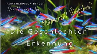 Neonsalmler Geschlechter einfach erkennen paracheirodon innesi Tetra Aquarium [upl. by Hairej]