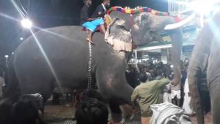 Kaliyaroad Nercha 2017 Amazing Elephant😮😯😯 [upl. by Jollenta]