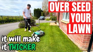 How to OVER SEED your LAWN  a simple approach [upl. by Fruma]