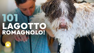 Lagotto Romagnolo 101 [upl. by Oswell751]