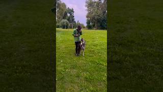 Fusslaufen üben hundetraining schnauzer [upl. by Parris]