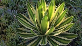 Agave lophantha Quadricolor a gorgeous small agave for gardens and containers [upl. by Enelloc]