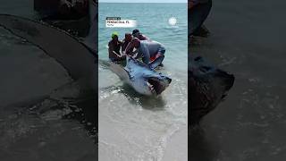 Florida Couple Helps Shark Back into Ocean  AccuWeather [upl. by Cesya]