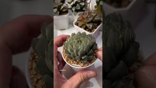 Beheading Haworthia Obtusa OM Variegated plants haworthia propagation plantcaretips [upl. by Ecidnak773]