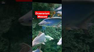 oceanariummoscow holiday [upl. by Linea]