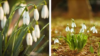 How to Plant Snowdrops Spring Garden Guide [upl. by Augusto]