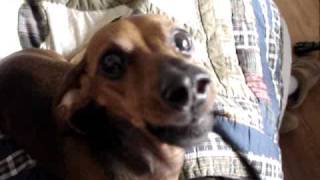 REAL talking dog dachshund speaks [upl. by Absa]