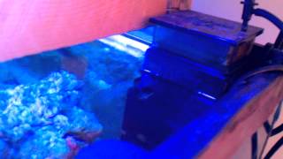 Fluval Sea Protein Skimmer update [upl. by Munshi]