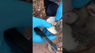 removing the spore producing gills from a bolete mushroom👍 [upl. by Mareah]