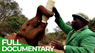 Elephants  Back to the Wild  Part 1  The Orphanage of Elephants  Free Documentary Nature [upl. by Namrej]