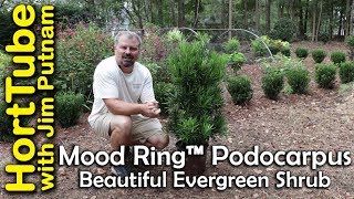 Beautiful Mood Ring™ Podocarpus  Local Giveaway [upl. by Florio]