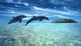 ♫ Dolphin dreams ♫ Melody oceans ♫ Zen and Relaxation ♫ [upl. by Ahtnicaj140]