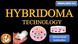 Monoclonal and polyclonal antibodies  polyclonal vs monoclonal antibodies [upl. by Aramoy]