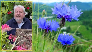 BLEUET ET CENTAURÉE DES FLEURS TRÈS FACILES MELLIFÈRES ET DÉCORATIVES Le Quotidien du Jardin N°232 [upl. by Ecnahc]