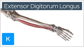 Extensor Digitorum Longus Muscle  Origins amp Function  Human Anatomy  Kenhub [upl. by Luciano]