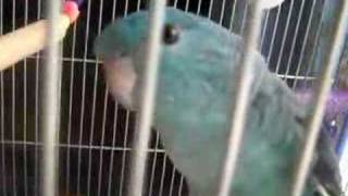 LINEOLATED PARAKEET quotFUKUquot singing [upl. by Oiruam]