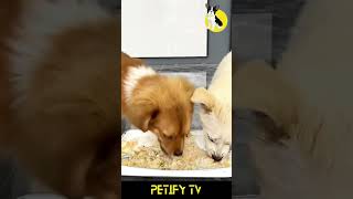 Watch These Puppies Taste Test Dog Foods 🐶🍔 dog puppy shorts review Petify cute Food funny [upl. by Bonne]