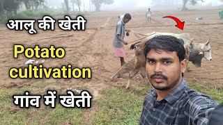 आलू की खेती देखिए कैसे करते है  Potato cultivation  potatovlog [upl. by Eniahs]