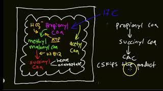 Beta oxidation part 2 [upl. by Cassandra66]