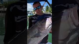 A Massive Blueline Tilefish Over 33” Long fishing deepdrop [upl. by Tarrah]