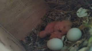 African LoveBirds Chicks 3 hatched 2 to go GREEN FISCHER OPALINE [upl. by Remas791]