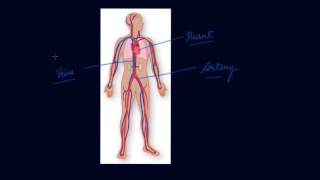 Circulatory System  Class 7 Biology Transportation in Animals and Plants [upl. by Dian]