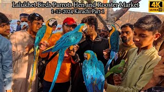 Lalukhet Birds Parrots Hen and Rooster Market 1122024 Part 1 Karachi Latest Updates [upl. by Alyakcim]