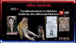 Affen hautnah I Familienabenteuer in Malchow I Entdecke den Affenwald Malchow [upl. by Bunch]