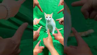 ToRung comedy 😂mischievous cat🐈 [upl. by Uticas170]