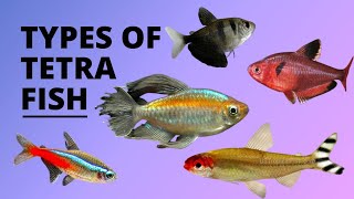 TYPES OF TETRA FISH [upl. by Vasilis]