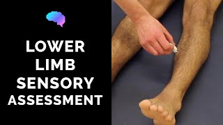 Sensory Assessment of the Lower Limbs  OSCE Guide Clip  UKMLA  CPSA [upl. by Miltie772]