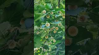 Nauclea Orientalis nature asmr like tree fyp foryou shortvideo youtubeshorts shorts [upl. by Nedloh]